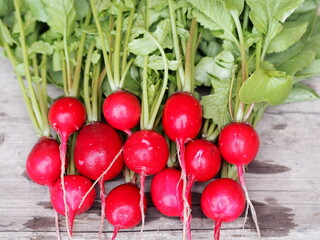 Natural, grown in the garden, freshly ripped radish on a wooden ancient table.