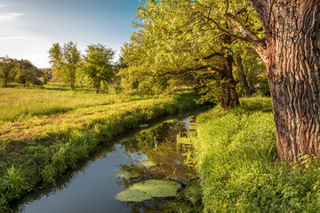  potok płynący wśród drzew latem