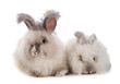 English Angora rabbits