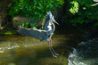 Great blue heron landing in Broad Brook rapids.