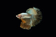 Side view angle of golden halfmoon rosetail marble grizzle betta siamese fighting fish isolated on black color background