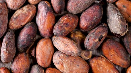 Wall Mural - close up on cocoa bean