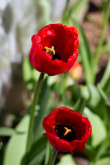 Wall Mural - Beautiful large red tulips closeup lit by the sun on a blurred background