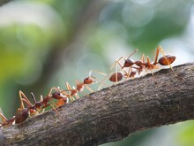 Group Of Red Ants Trunk The Concept Of Macro Photography. Solenopsis