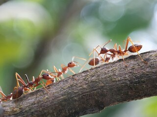 group of red ants trunk the concept of macro photography. solenopsis