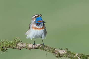 Wall Mural - The Bluethroat in a windy day (Luscinia svecica)