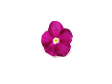 Madagascar Periwinkle Or Vinca Or Old Maid Or Cayenne Jasmine Or Rose Periwinkle On White Background.