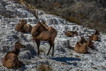 Herd Of Elk Enjoying The Warmth Of Mammoth Hot Springs, Yellowstone National Park.