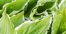 Natural Background. Hosta (Funkia, Plantain Lilies) In The Garden. Close-up Green Leaves With White Border
