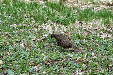 Female brown pheasant hen in grass