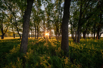Wall Mural - summer landscape with morning forest and sun