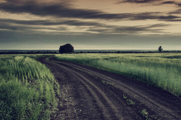 Wall Mural - big wheat fields and clouds in sky