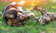 © vvvita - Dog and cat best friends playing together outdoors. Lying on the back together