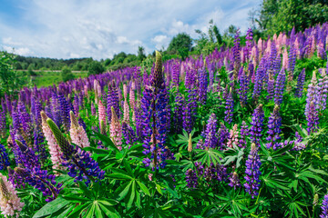 Wall Mural - A field of blooming Lupine flowers - Lupinus polyphyllus - garden or fodder plant