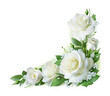Corner frame of white roses