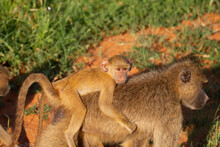 Pavian Baby Riding On The Back Of It's Mother In Kenya.