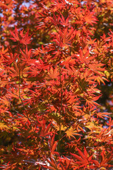 a branch of yellow red leaves of japanese maple backlight on a sunny day