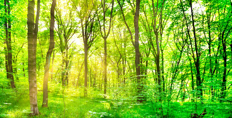 Wall Mural - Panorama of green forest landscape with trees and sun light going through leaves