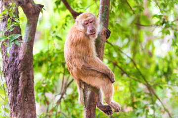 Male cute wild monkey sitting in green tree tropical forest