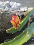 Fototapeta Tulipany - Flower ,Dragon fruit,That is growing as a dragon fruit