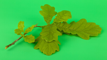 Poster - Green oak leaves on a green background close-up.