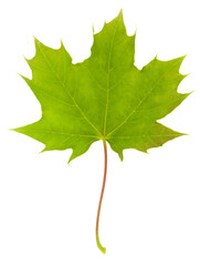 green maple leaves isolated on a white background close-up.