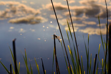 Sunset On The Lake In The Forest. Silhouette Of A Dragonfly On The Grass Against The Setting Sun.