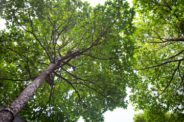 Wall Mural - Big tree (Dipterocarpus Alatus) trunk and branch in low angle view. View of a tree crown from below.