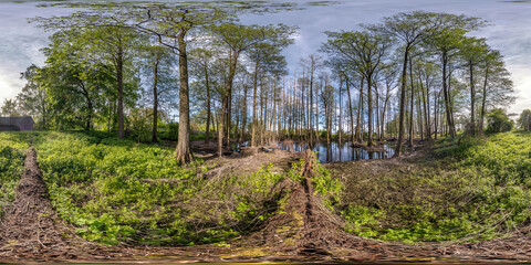 Wall Mural - full seamless spherical hdri panorama 360 degrees angle view among tall trees forest in water of swamp in equirectangular projection, ready VR AR virtual reality content