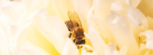 Honey Bee On Bright White Yellow Peony Flower, Close Up Of Bee At Work Polinating The Flower