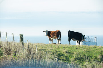 Wall Mural - New Zealand cow or Angus on meadow with sea on background. Agriculture concept.