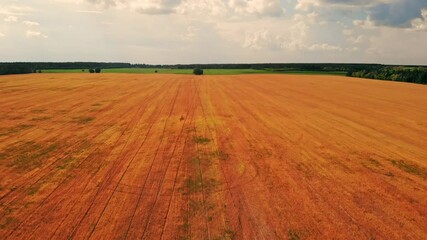 Aufkleber - drone flying above agricultural field in autumn season on the background green forest