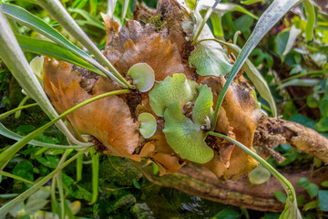 Sticker - exotic jungle plant closeup