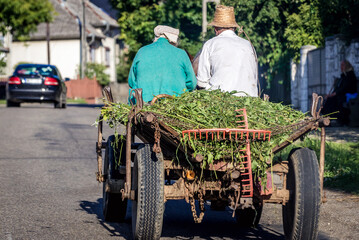 Poster - Horse wagon on a main road in small village in Maramures region of Romania