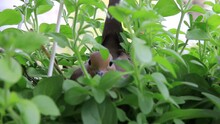 Female Mourning Dove Siting On Her Birds Nest In Hanging Plant Which Is Blowing In The Wind.