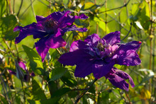 Thick Purple And Rich Burgundy On Clematis "Multi Blue" In Sunset Lighting