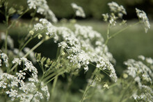 Defocused Blurred Background With Queen Anne's Lace Meadow.