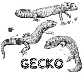 Wall Mural - Set of hand drawn sketch style geckos isolated on white background. Vector illustration.