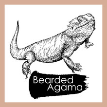 Hand Drawn Sketch Style Bearded Dragon Isolated On White Background. Vector Illustration.