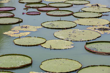 Large lotus leaves in the pond