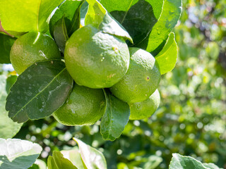 Wall Mural - lime from the tree