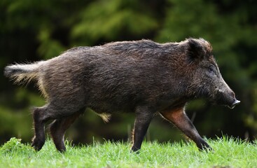 male wild boar walking in the forest