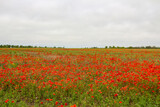 Fototapeta Maki - A beautiful red field with lots of poppies.