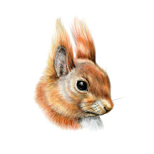 Squirrel Head Portrait Watercolor Illustration. Hand Drawn Close Up Forest Fluffy Animal. Cute Small Rodent Detailed Image. Red Squirrel Animal Isolated On White Background