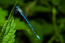 A Resting Azure Blue Dragonfly, Coenagrion Mercuriale, A Dragonfly Sitting On A Leaf
