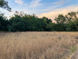 Fototapeta Sawanna - Dry grass and wheat field meadow during sunset in the valley. Scenic view of field against sky 