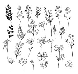 Wall Mural - Set of floral and plant elements. Vector sketch. Linear floral elements for design.