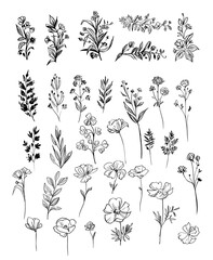 Wall Mural - set of floral and plant elements. vector sketch. linear floral elements for design.