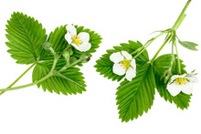 Strawberry Flowers With Green Leaves Isolated On White Background