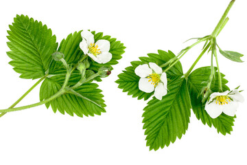 Strawberry flowers with green leaves isolated on white background